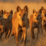 Coyote Hunting Dog Breeds